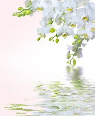 Papier Peint photo Lavable Orchidée Belles fleurs d& 39 orchidées blanches reflétées dans l& 39 eau