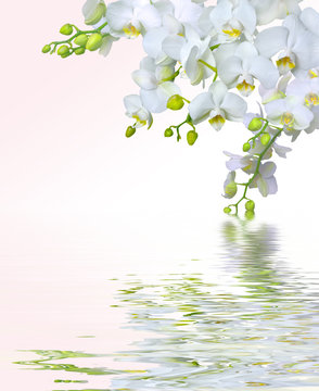 Fototapeta Beautiful white orchid flowers reflected in water