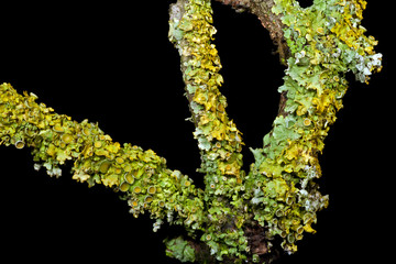 Lichens Growing on a Twig