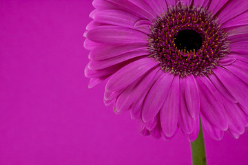 gerbera flower