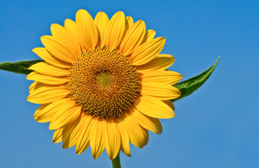 Naklejka premium Beautiful sunflower
