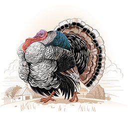 Turkey-cock © Rustic