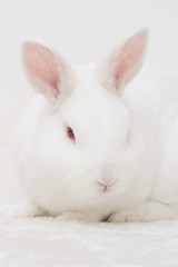 white rabbit