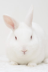 white rabbit