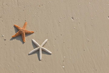 Fototapeta na wymiar Couple of starfish on a tropical beach