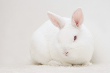 white rabbit