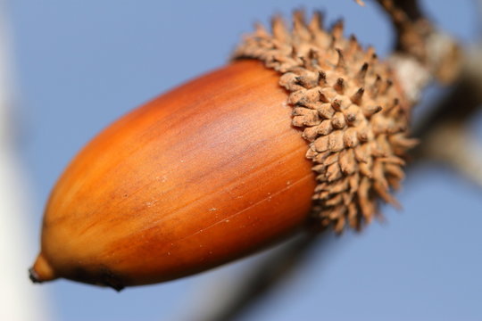 Macro de gland de ch&ecirc;ne vert