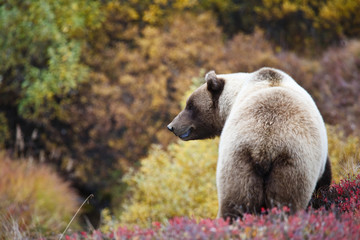 Grizzlybär Denali National Park Alaska