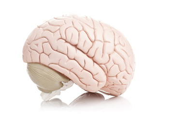 Human brain model on white background