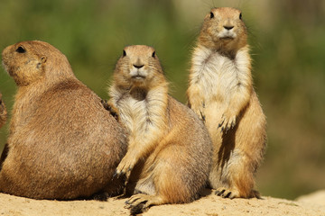 Prairie dogs looking at you