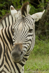 Fototapeta na wymiar Portret Zebra
