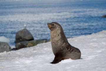 Fur Seal Pose