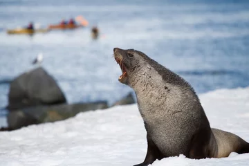 Fotobehang Fur Seal © Brendan van Son