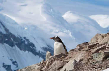 Rolgordijnen Penguin Mountain © Brendan van Son