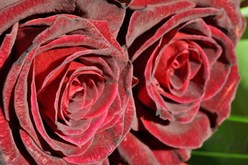 roses rouges passion amour saint valentin