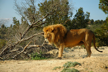 Fototapeta na wymiar Male lion (Panthera leo)