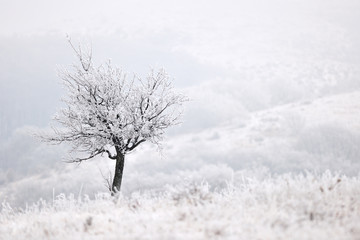 Frozen winter tree