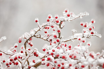 Frozen hawthorn branch