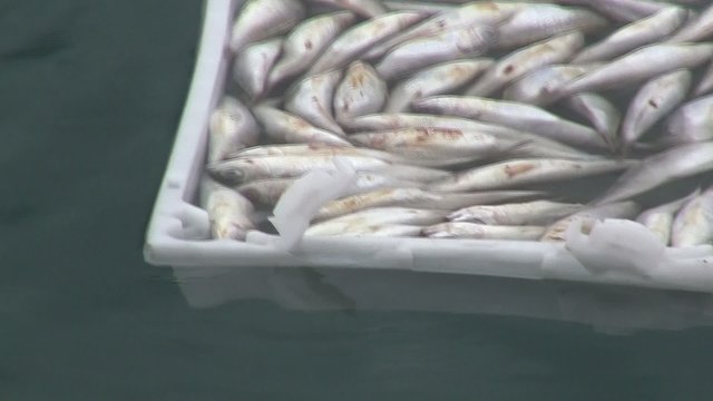 Tote Fische