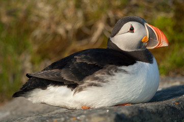 Papageitaucher; Atlantic Puffin; Fratercula arctica