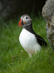 Papageitaucher; Atlantic Puffin; Fratercula arctica