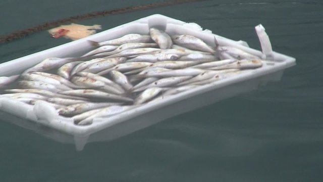 Tote Fische