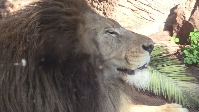 L&ouml;wenm&auml;nnchen