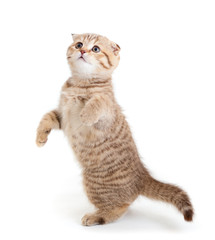 Striped Scottish kitten fold pure breed dancing isolated
