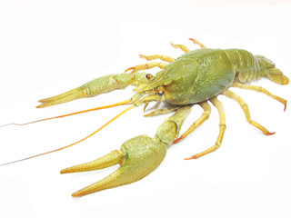 green river lobster