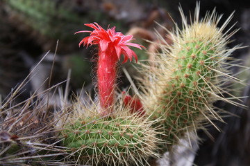 Kaktus cleistocactus icosagonus,Gran Canaria