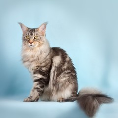 Beautiful cat
