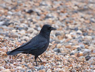 Carrion Crow on Seaford Beach