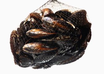 Net of mussels