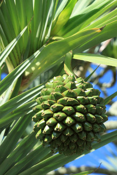 fruit du vacoa pandanus
