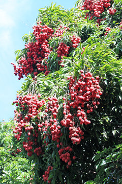 letchi, arbre fruitier tropical exotique en pleine production