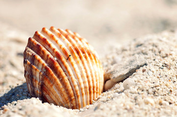 Ant walking on a shell