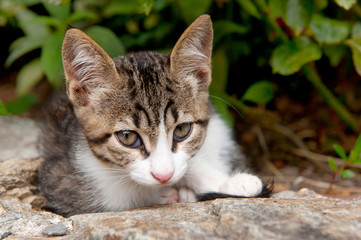 Young Greek cat
