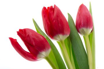 Red tulips