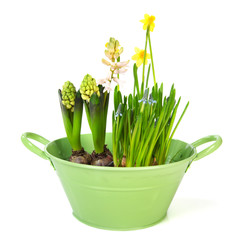 Spring flower bulbs