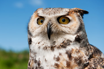 Eagle owl