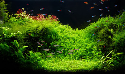 Naklejka premium Nature freshwater aquarium in Amano style with little characins