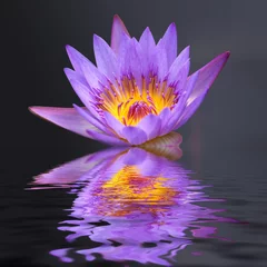 Crédence de cuisine en verre imprimé Nénuphars water lily