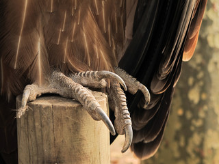 talon of a vulture close up - obrazy, fototapety, plakaty