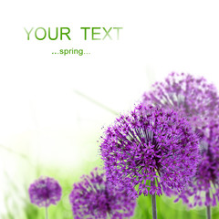 Purple allium