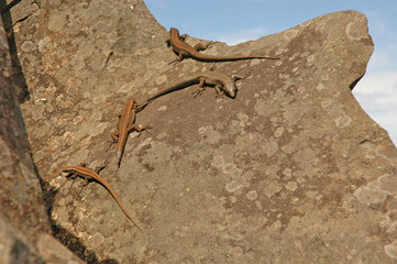 Mauereidechsen auf Madeira