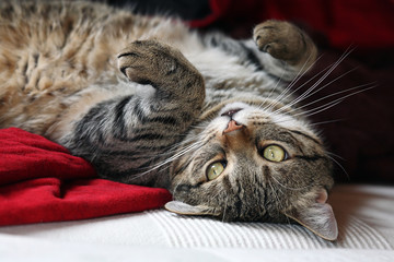 Kater auf Sofa