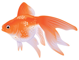 Aquarium Goldfish veiltail.