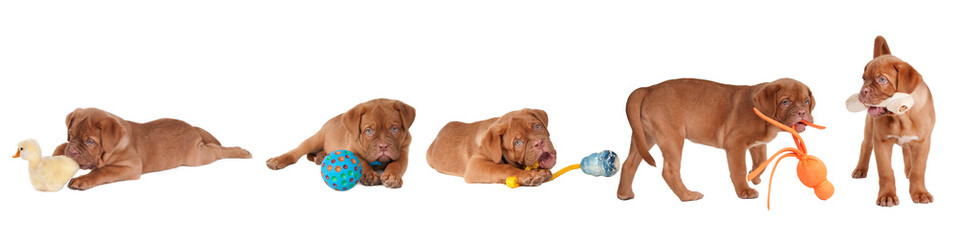 Five Dogue De Bordeaux Playing with different toys isolated