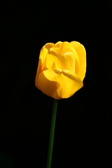 Die Tulpe