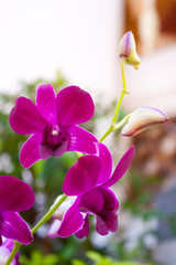 Fototapeta na wymiar Yen orchid color...